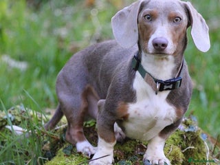 Dachshund dogs “LOS ANGELES” QUALITY MINIATURE DACHSHUND STUD in Pontyclun - Advert 2