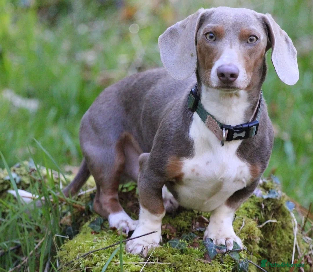 Dachshund dogs for stud: “LOS ANGELES” QUALITY MINIATURE DACHSHUND STUD in Pontyclun - Advert 1