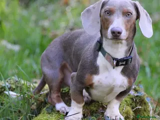 Dachshund dogs “LOS ANGELES” QUALITY MINIATURE DACHSHUND STUD in Pontyclun - Advert 21