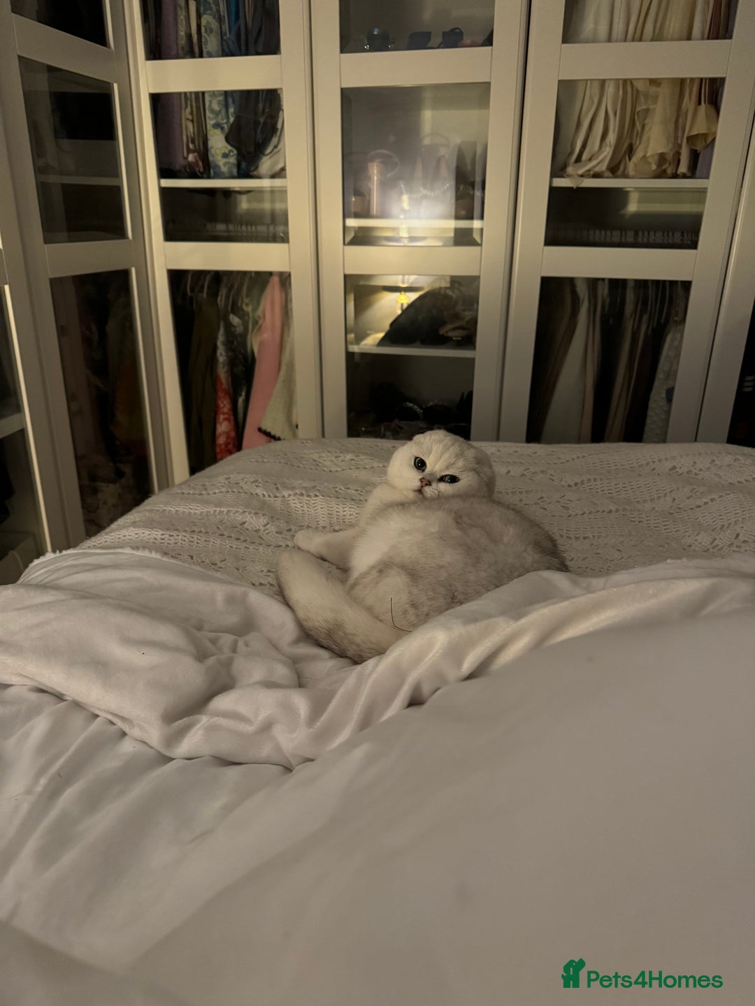 Scottish Fold cats for sale: Scottish fold (triple fold) - Image 2