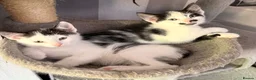 Mixed Breed cats for sale: 5 kittens ready to go - Advert 12