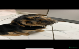 Mixed Breed dogs for sale: Shihtzu cross cocapoo (shihpoo) puppies  - Advert 3