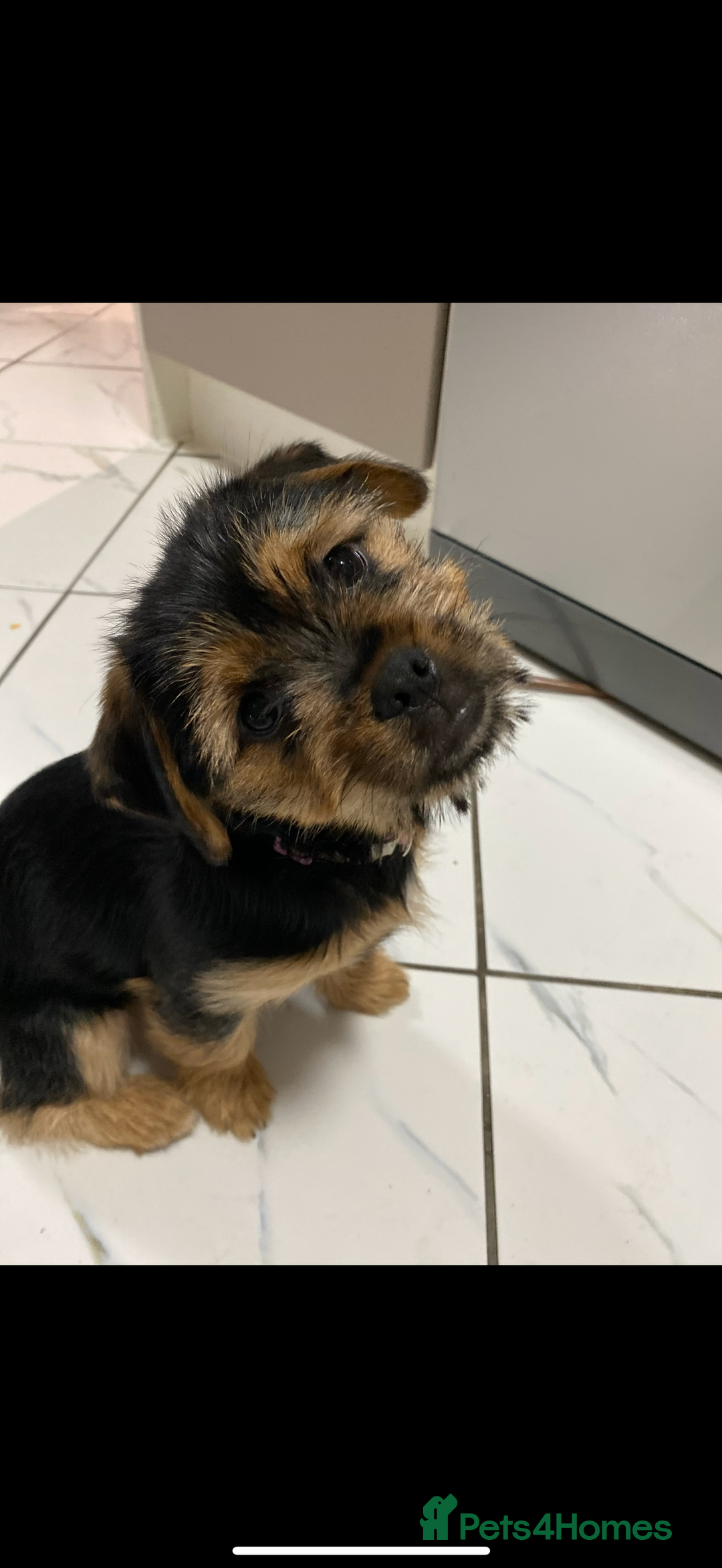 Mixed Breed dogs for sale: Shihtzu cross cocapoo (shihpoo) puppies  - Advert 3