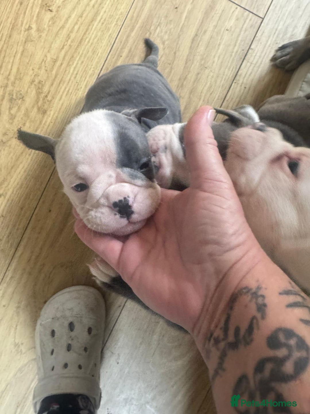 Olde English Bulldogge dogs for sale: English bulldogs  - Image 23