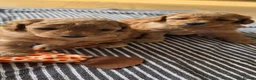 Toy Poodle dogs for sale: Beautiful Toy Poodle Puppies 🐾 - Advert 12