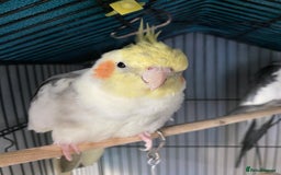 Cockatiels birds for sale: Hand-reared Fully Tame Cockatiel for Rehoming  in London - Image 11