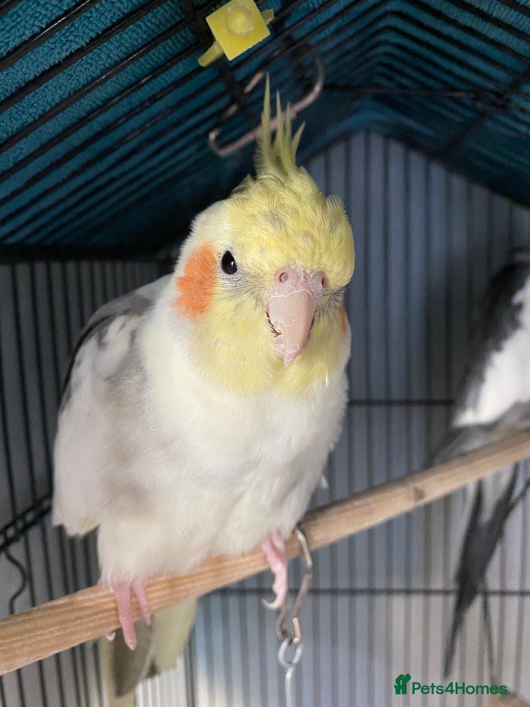 Cockatiels birds for sale: Hand-reared Fully Tame Cockatiel for Rehoming  in London - Image 11