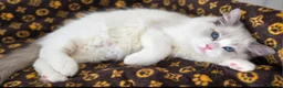 Ragdoll cats for sale: 💙✨️🏆Waiting list*TICA Exclusive Ragdoll kittens  - Advert 27