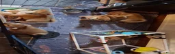 Japanese Shiba Inu dogs for sale: *New price! 3 left* all KC female shiba inus. - Advert 9