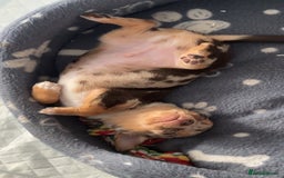 Chihuahua dogs for sale: Reginald (boy) - Image 6