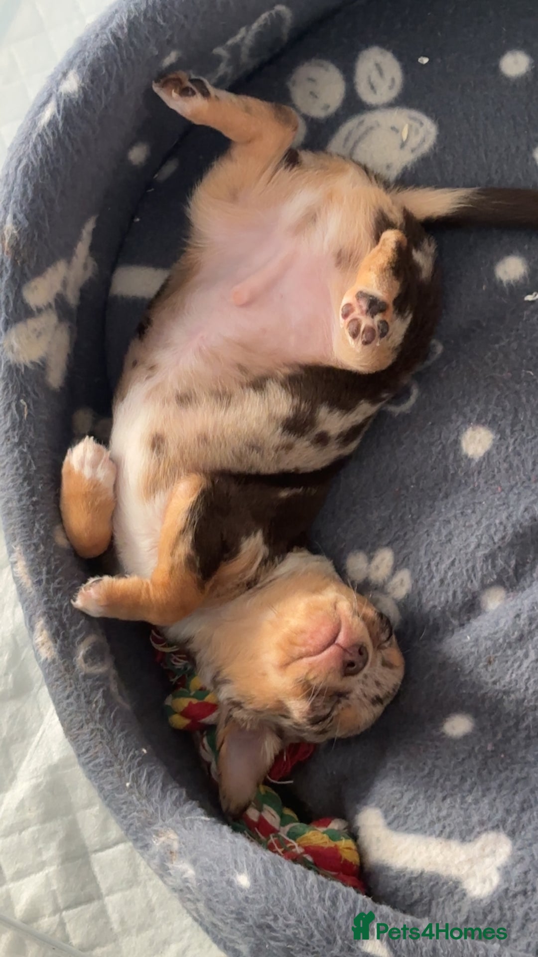 Chihuahua dogs for sale: Reginald (boy) - Image 6