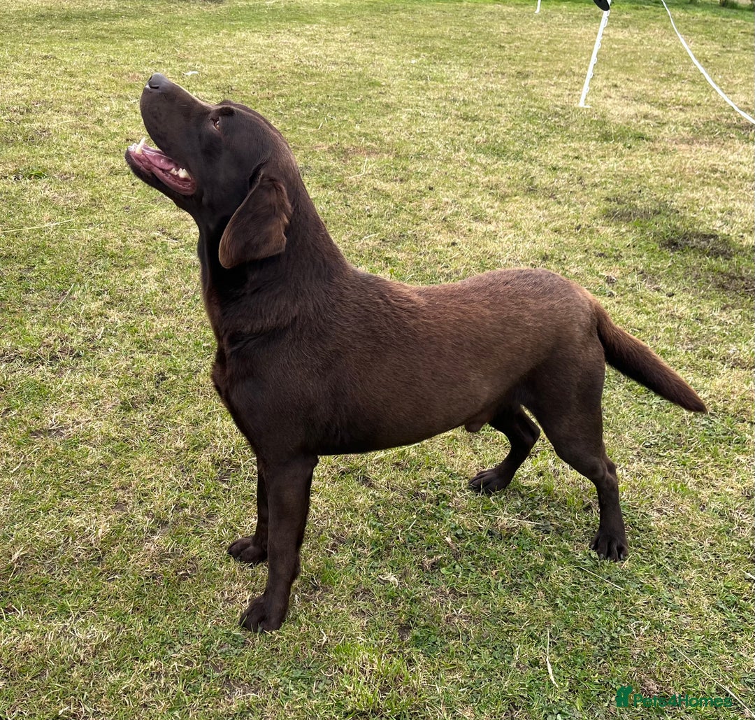 Labrador Retriever dogs for sale: Kc registered chocolate Labradors  - Image 3