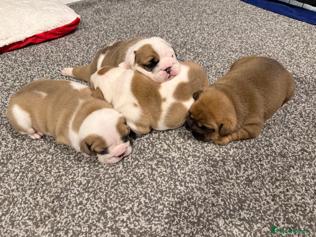 English Bulldog dogs for sale: Exceptional Show-Quality KC English Bulldog Boy - Advert 17