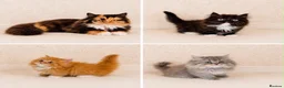 Persian cats for sale: 2 LEFT Rare PERSIAN Munchkin Minuet Kittens  - Advert 3