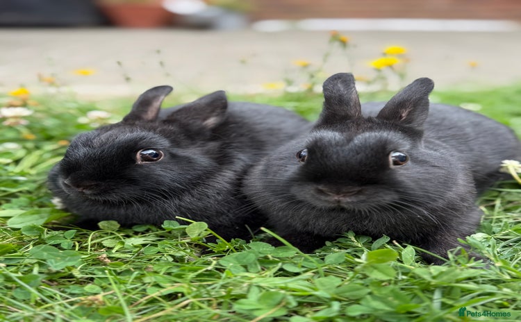 Netherland Dwarf rabbits - Advert 3