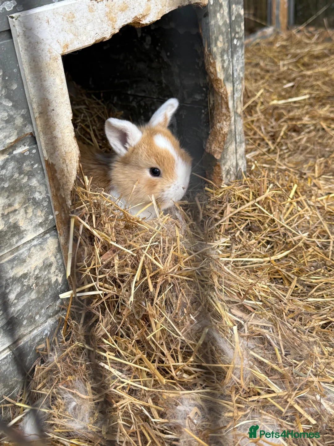 Mixed Breed rabbits for sale: 2 baby bunnies - Advert 5