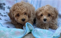 Poochon dogs for sale: Beautiful Poochons  - Image 20