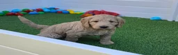 Goldendoodle dogs for sale: LAST girl left of Multigen.Goldendoodle Puppies!!! - Advert 20