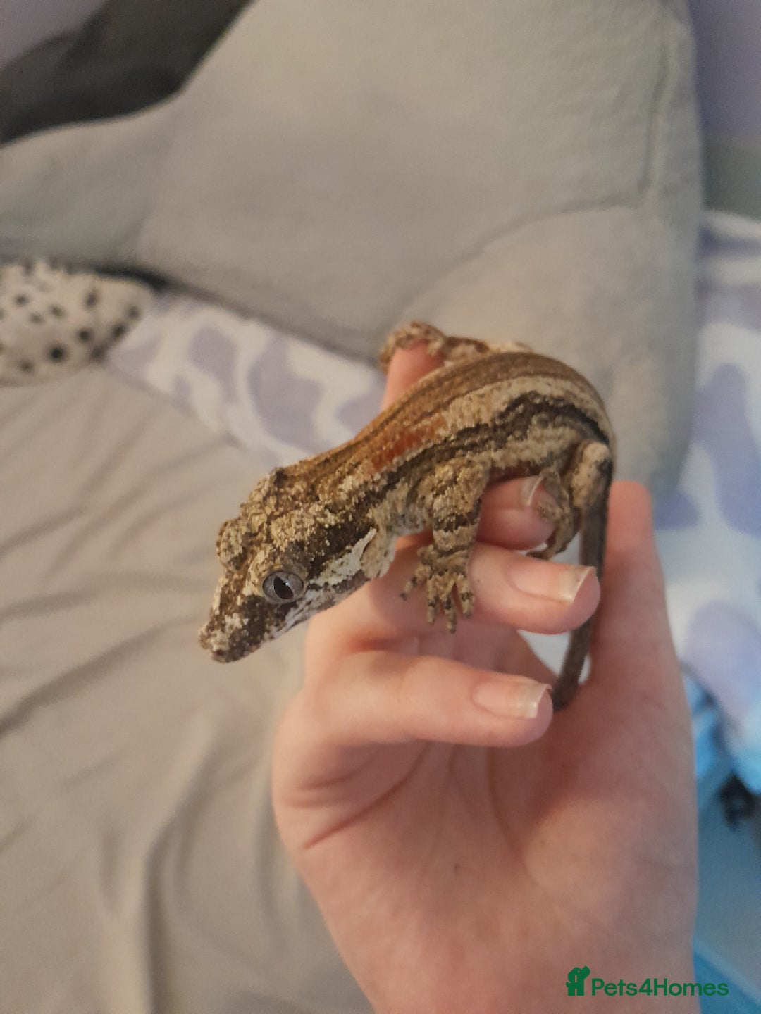 Gecko reptiles for sale: Male gargoyle gecko - Advert 2