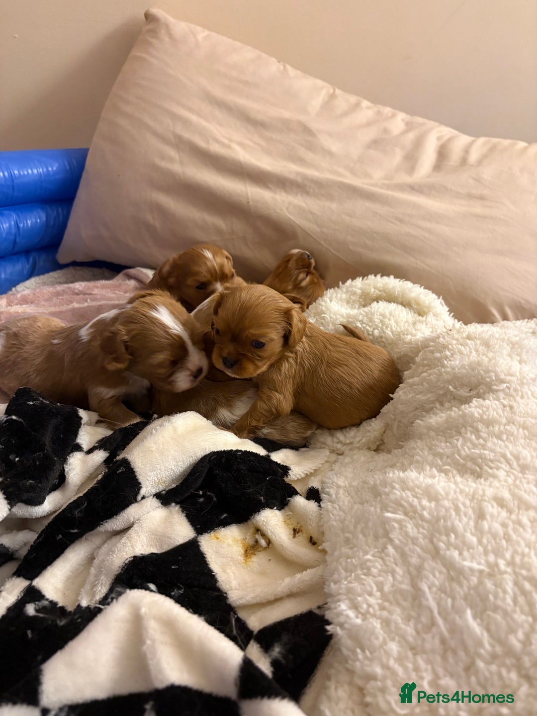 Cavalier King Charles Spaniel dogs for sale: puppies for sale💕🍼🫶🏼 - Advert 6