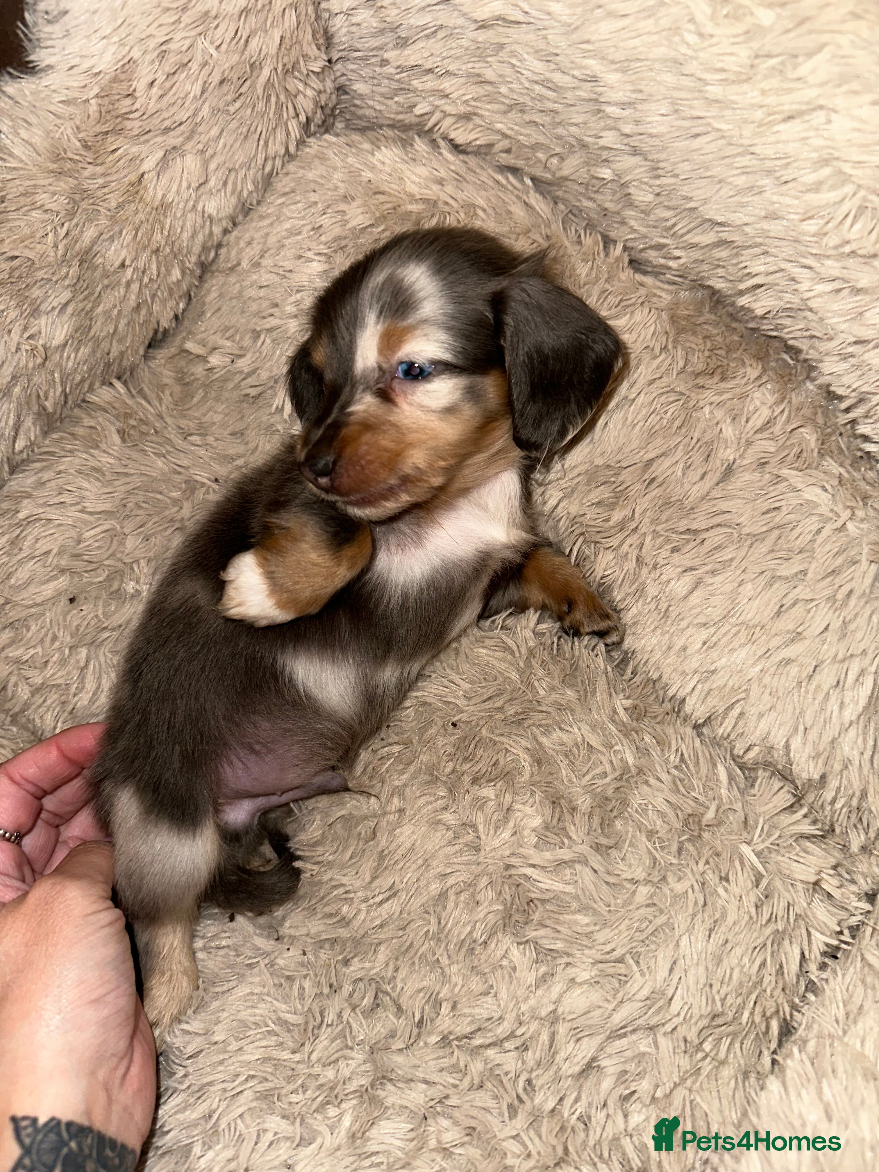 Miniature Dachshund dogs Longhairded dapple mini dachshunds  - Advert 10