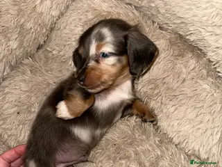 Miniature Dachshund dogs Longhairded dapple mini dachshunds - Advert 10