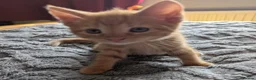 Domestic Shorthair cats for sale: 5 Ginger Kittens - Advert 5