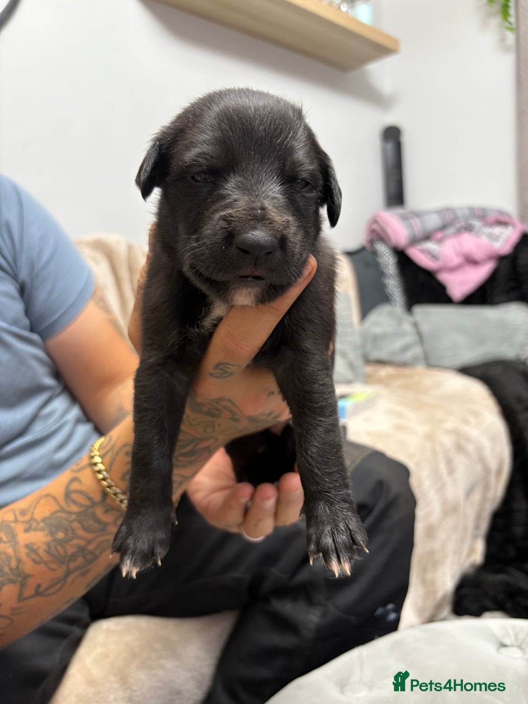 Whippet dogs for sale: 3 beautiful male whippets - Advert 8