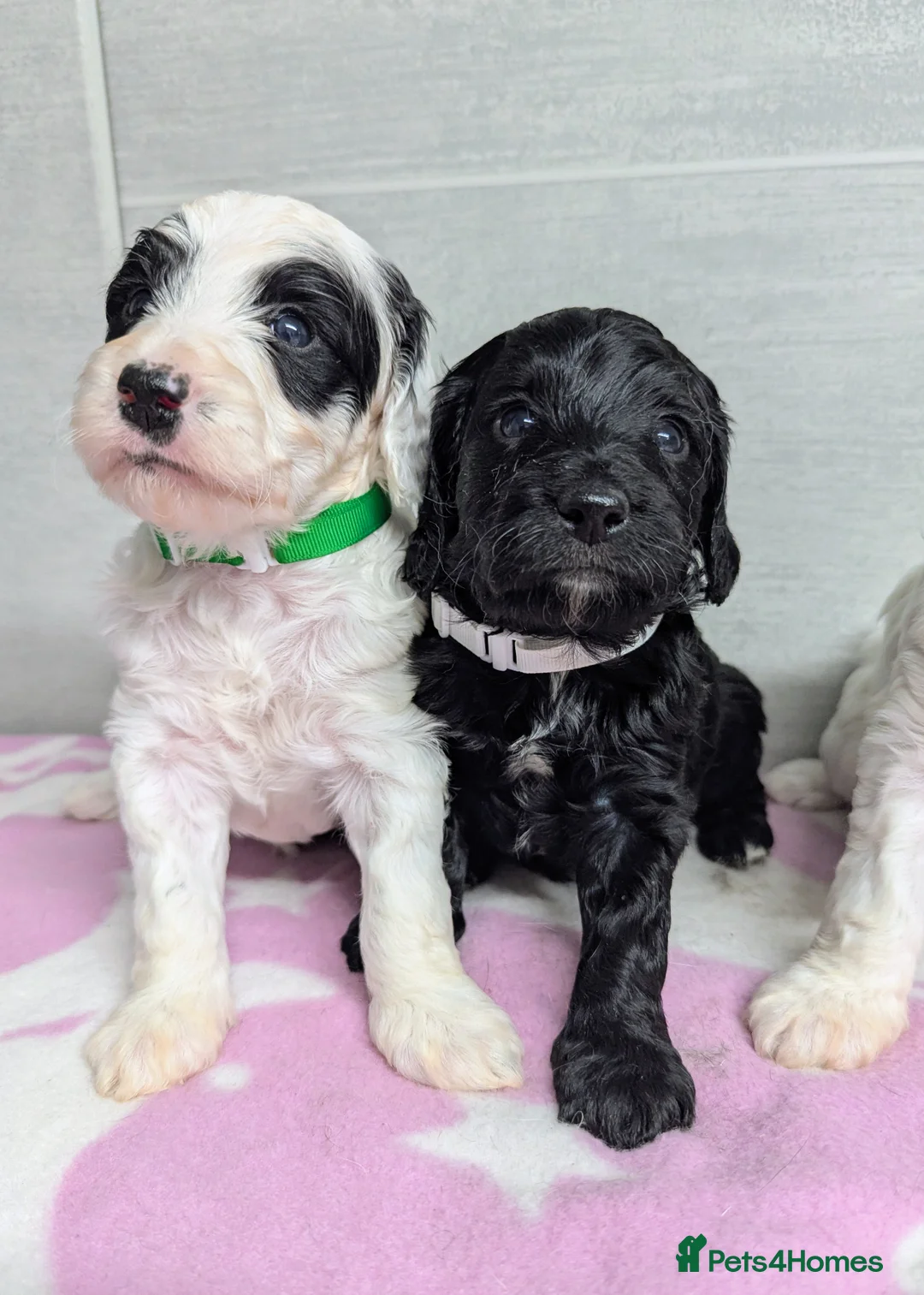 Cockapoo dogs for sale: Merle and Parti fully DNA health tested cockapoos  - Advert 2