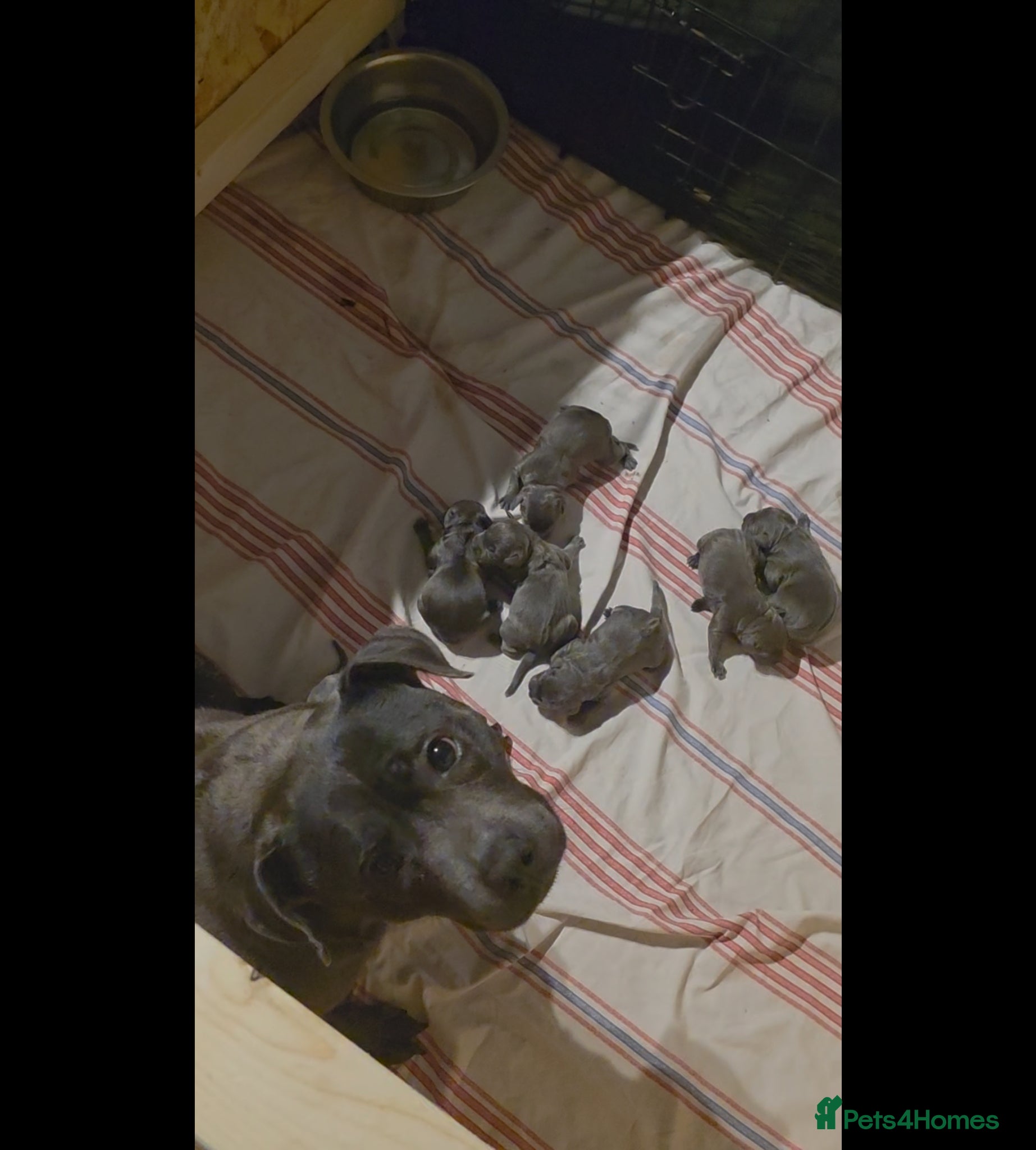 Staffordshire Bull Terrier dogs STUNNING CHAMPION BLUE STAFFORDSHIRE BULL TERRIER  - Advert 1