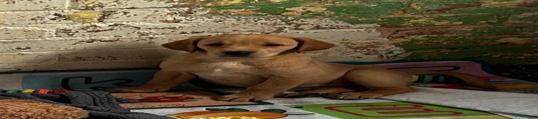 Goldador Puppy 4