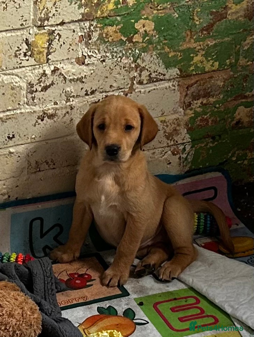 Goldador dogs for sale: Beautiful fox red Labrador/retriever pups - Image 10