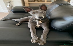 Whippet dogs for sale: Blue Male Whippet (6 Years) - Image 2