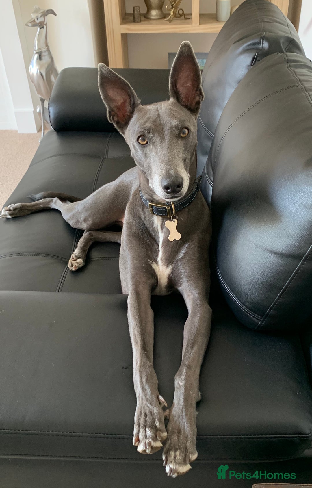 Whippet dogs for sale: Blue Male Whippet (6 Years) - Image 2