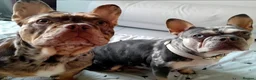 French Bulldog dogs for stud: For stud! Ferrari Jay!! EXOTIC DNA AND CARRIER  - Advert 8