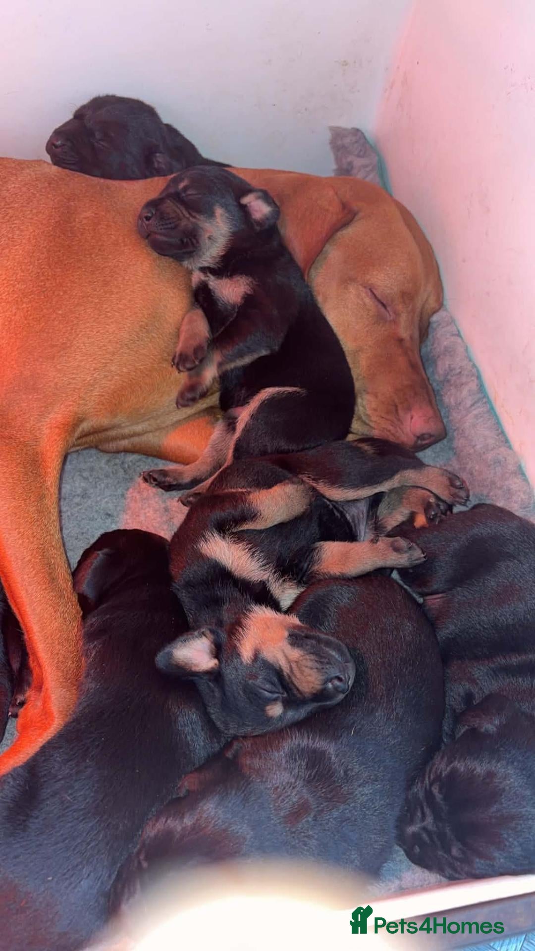 Mixed Breed dogs for sale: Vizslador puppies  - Advert 3