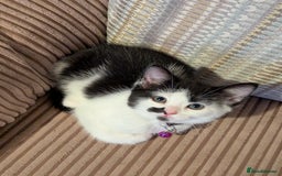 Domestic Shorthair cats for sale: Domestic Shorthair Female Kitten Available Now in Salisbury - Image 4