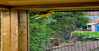 Budgerigars birds - Advert 2