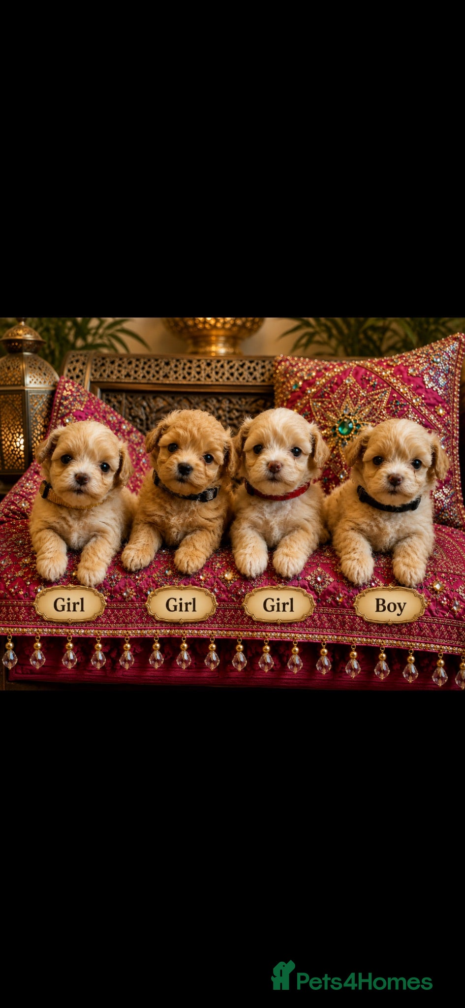 Maltipoo dogs Tiny small f1 Maltipoos  - Advert 1