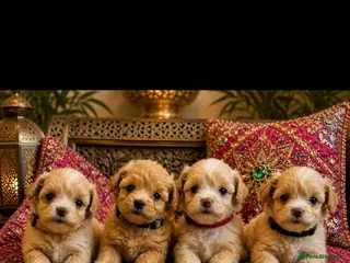 Maltipoo dogs Tiny small f1 Maltipoos - Advert 1