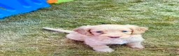 Cockapoo dogs for sale: Cockapoo Puppies  - Advert 17