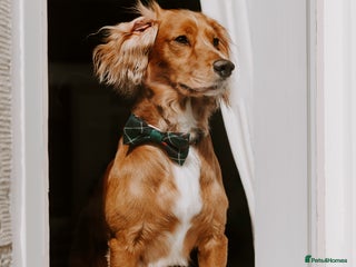 Cocker Spaniel dogs in Wellingborough - Advert 27