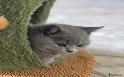 British Shorthair cats for sale: GCCF Registered British Shorthair Kittens  - Image 6