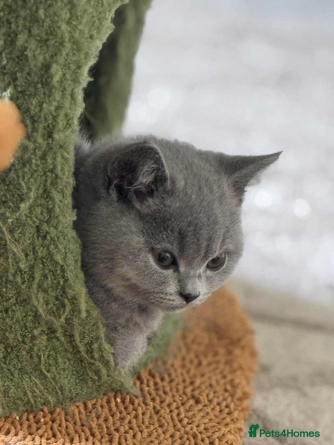British Shorthair cats for sale: GCCF Registered British Shorthair Kittens  - Image 6