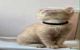 British Shorthair cats for sale: British Shorthair kittens - Image 18