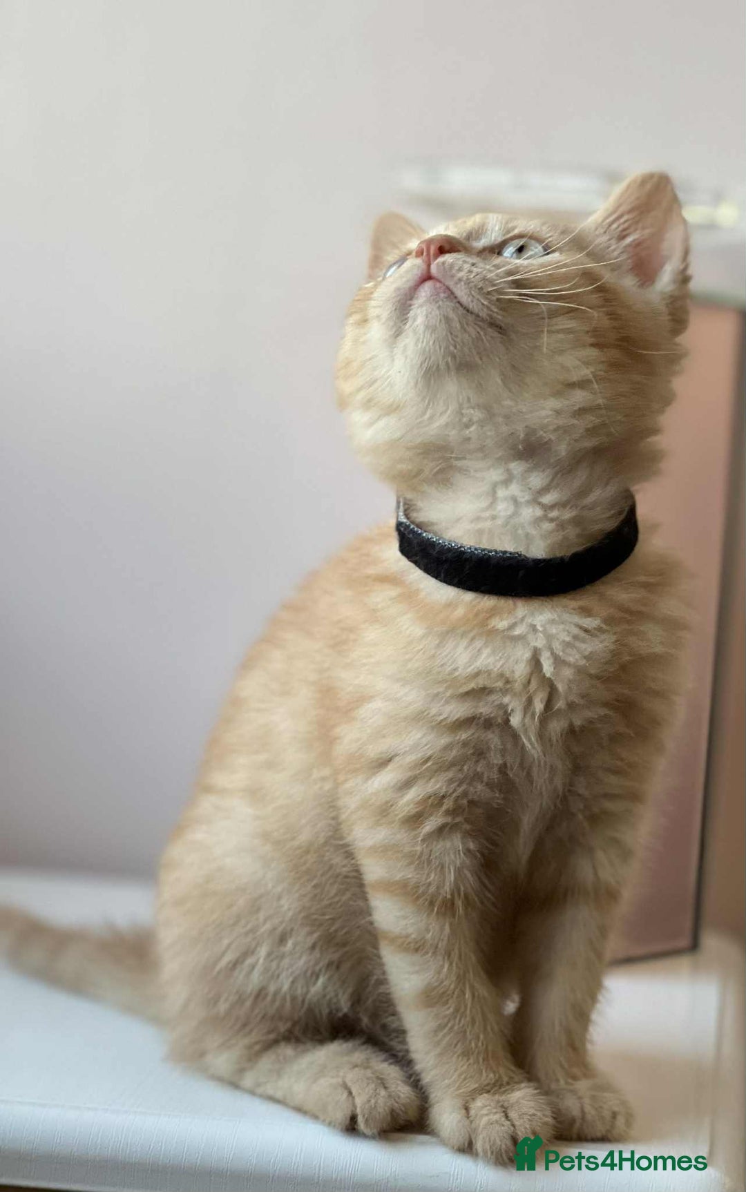 British Shorthair cats for sale: British Shorthair kittens - Image 18