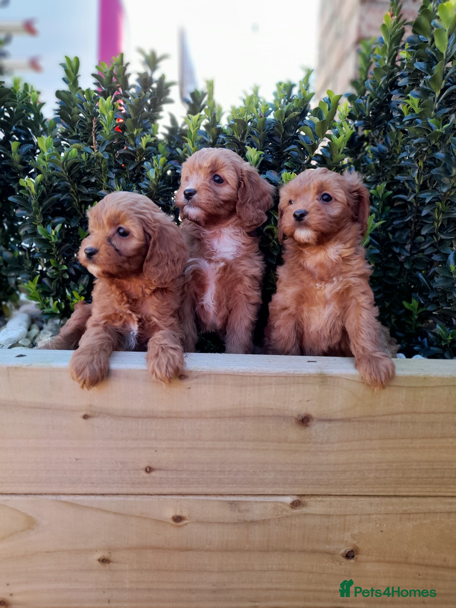 Cavapoo dogs 9 week old litter ready now  - Advert 3