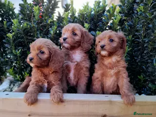 Cavapoo dogs 9 week old litter ready now - Advert 3