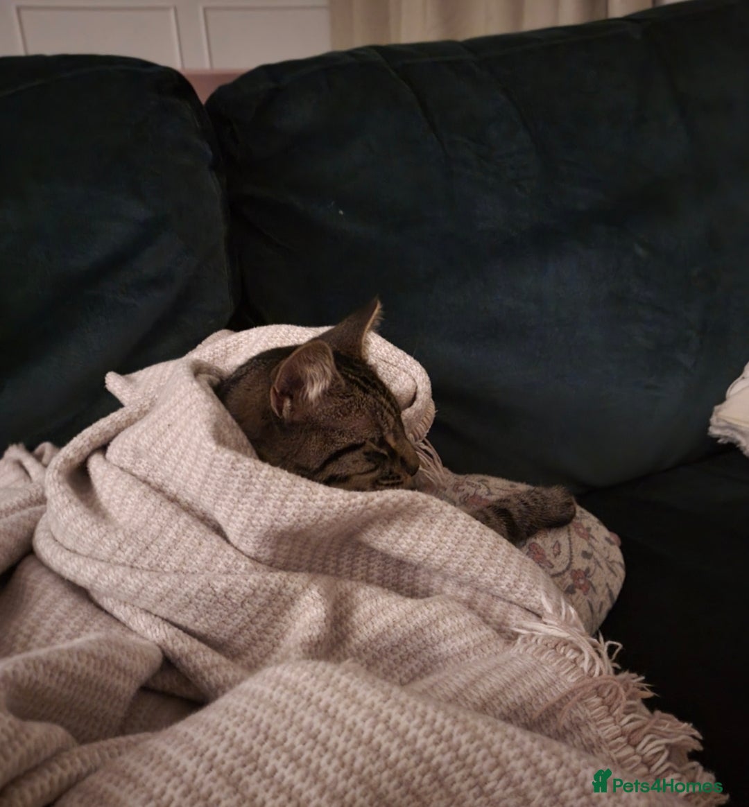 Domestic Shorthair cats for sale: Rehoming our beautiful Callie - Image 3