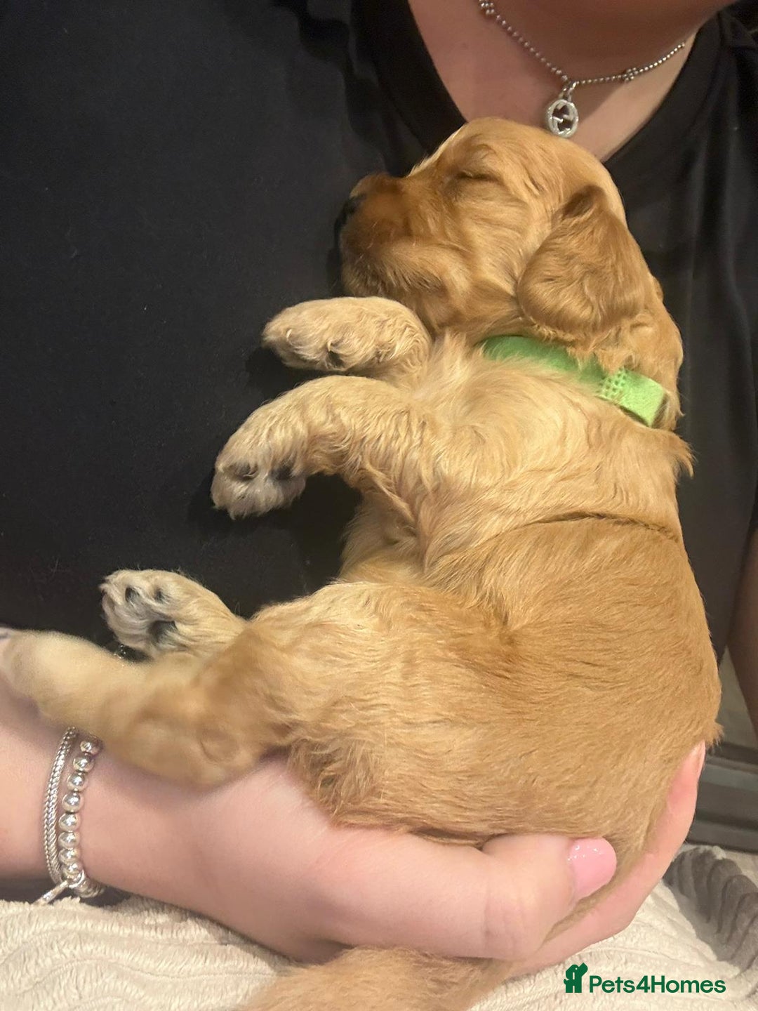 Cockapoo dogs for sale: Cockapoo puppies for sale  - Image 4